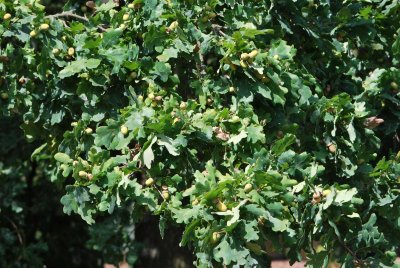 Quercus robur - dub letní (křemelák) - plody